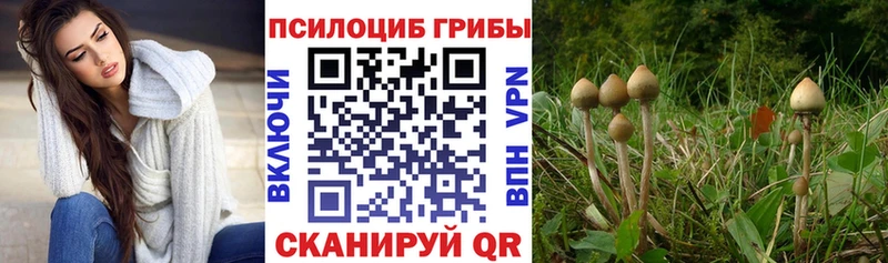 Псилоцибиновые грибы Cubensis  Нязепетровск 